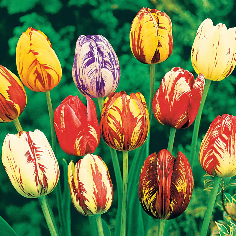 Geflammte Tulpen Mischung (x20) - Title:Das beutel von 20 blumenzwiebeln / umfang 11-12cm
