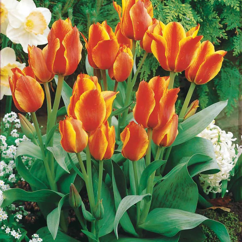 Tulpen Winnipeg (x10)