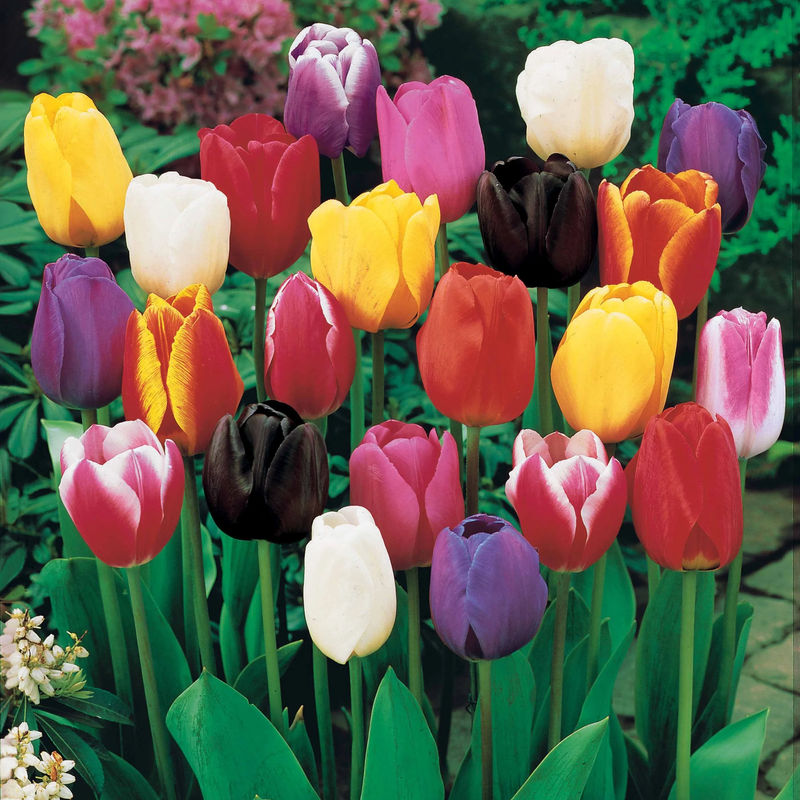 Triumph Tulpen Mischung