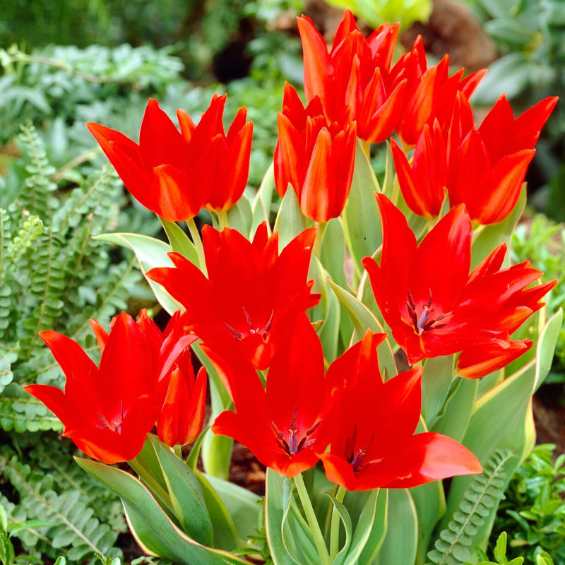 Tulpen praestans Bloemenlust