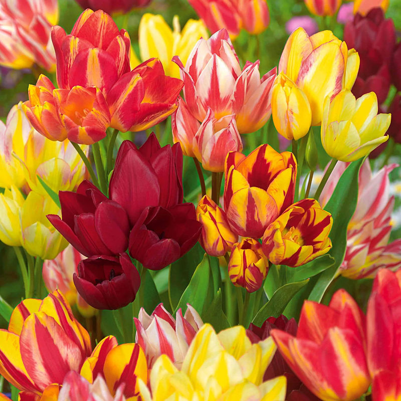 Mehrblütige Tulpen Mischung (x10)