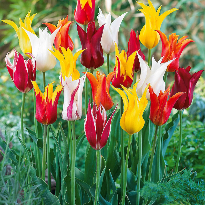 Lilienblütige Tulpen Mischung (x25)