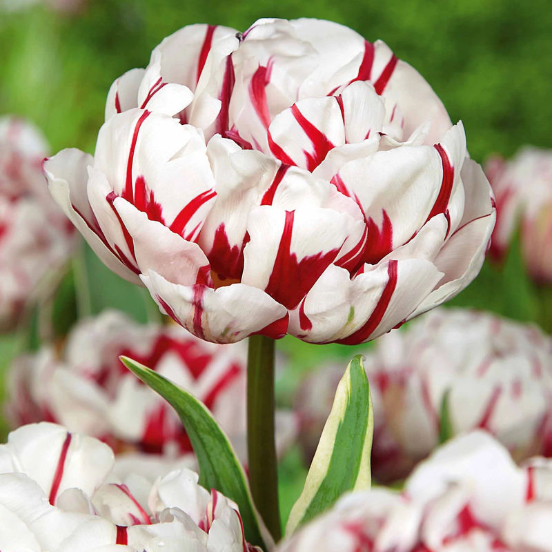 Pfingstrose Tulpen Mischung - Title:Das beutel von 15 blumenzwiebeln / umfang 11-12cm