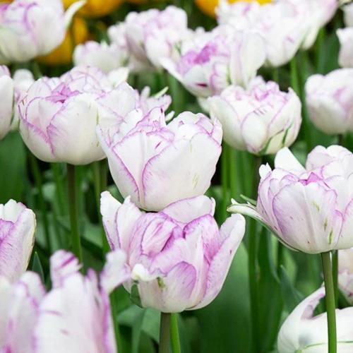 Pfingstrose Tulpe 'Shirley Double' (x5)