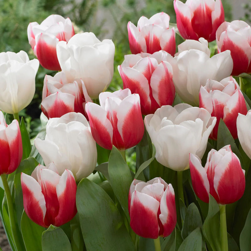 Mischung aus Tulpen Red Snow (x10)