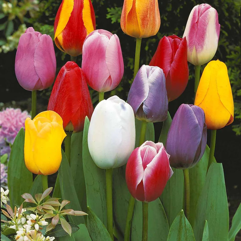 Einfache Späte Tulpen Mischung (x20)