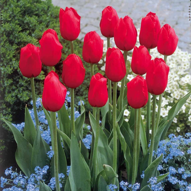 Langstielige Tulpe rot (x5)