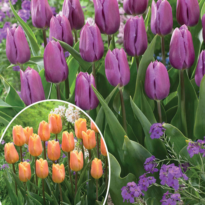 Triumph Tulpen Kollektion: 'Bellville' + 'Blue Beauty' (x20)