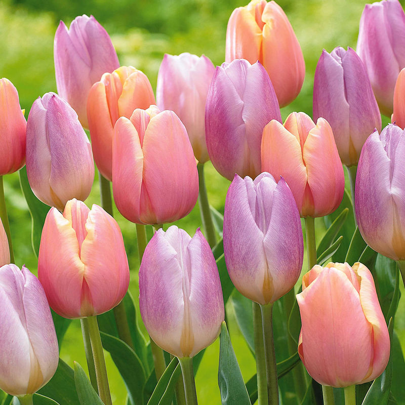 Pastel Tulpen 'Mango Charm' & 'Sweet Flag' (x20)