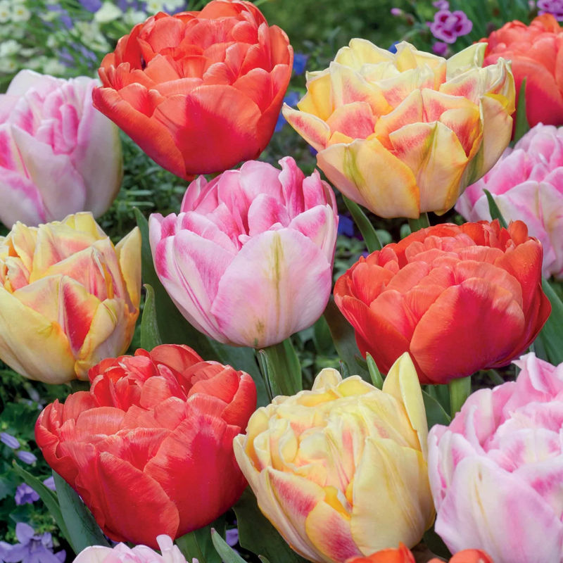 Pfingstrose Tulpen in Farben (x12)