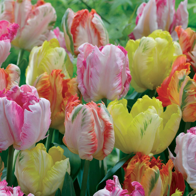 Papagei Tulpen Pastel Mischung (x18)