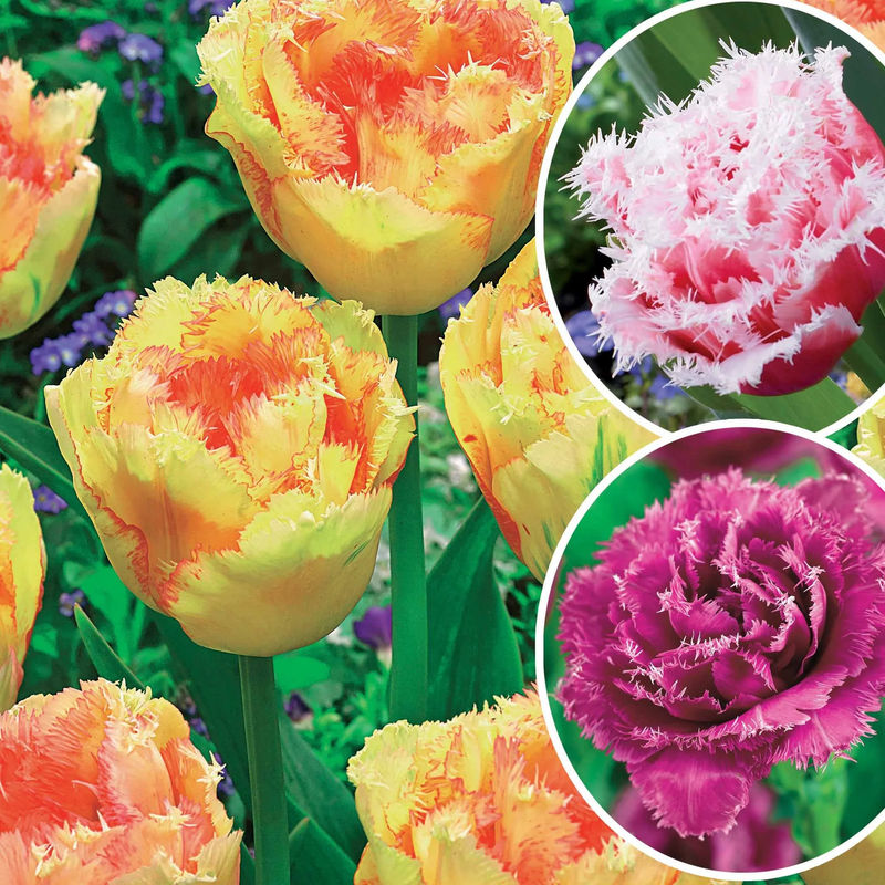 Gefranste Tulpen Kollektion: 'Queensland' + 'Mascotte' + 'Vaya con Dio' (x15)