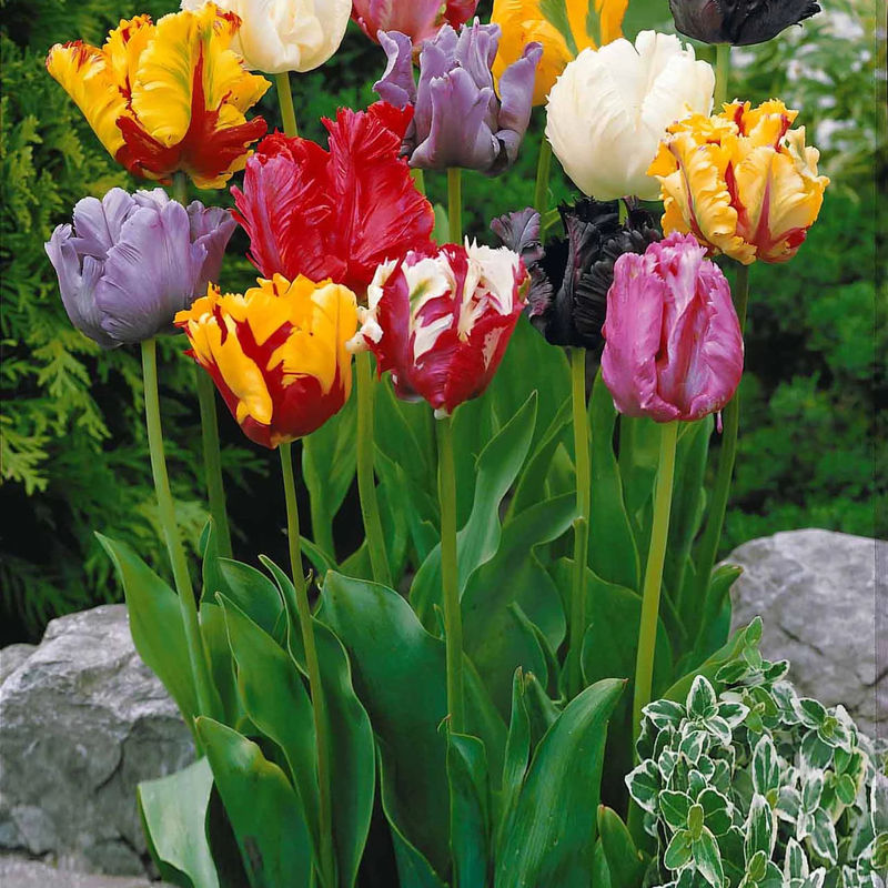 Papageien Tulpen Mischung (x20)