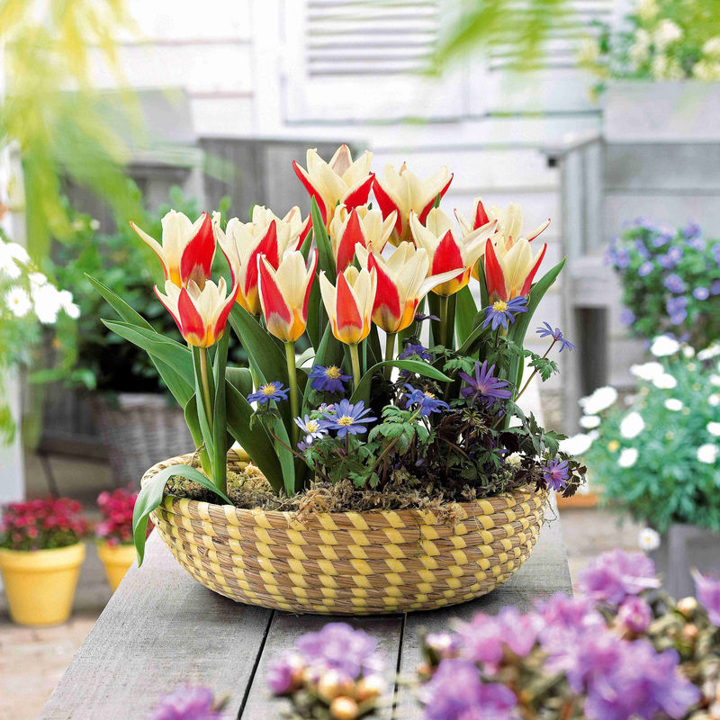 Tulpen Ancilla (x10)
