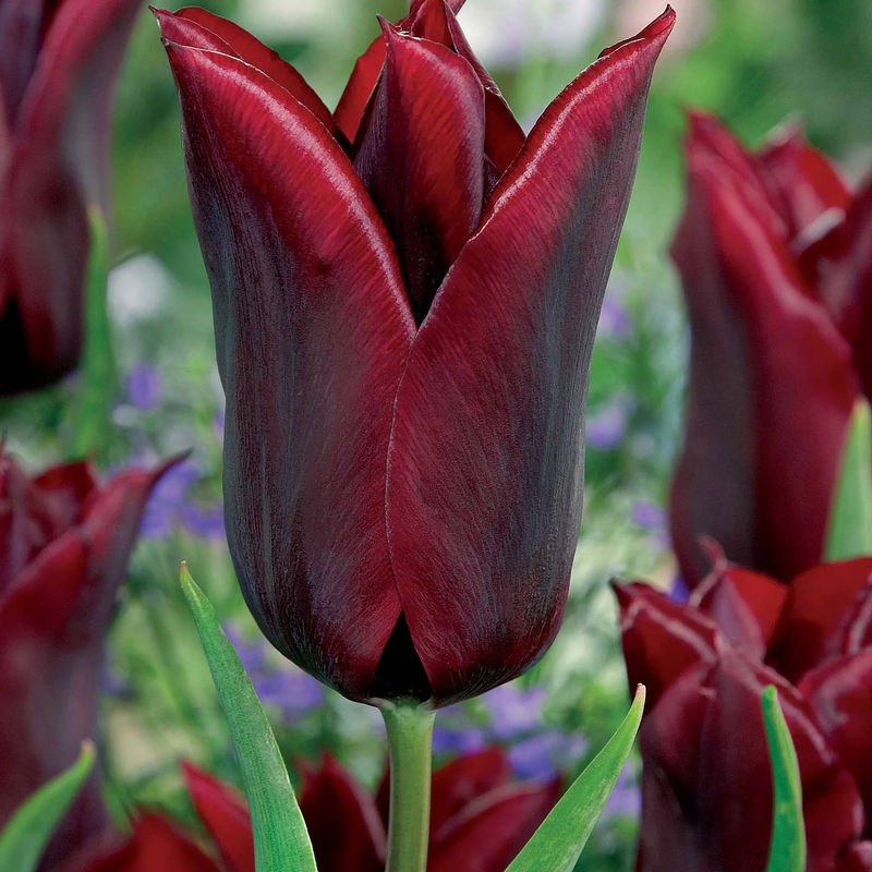 Lilienblütige Tulpe 'Lasting Love' (x10)
