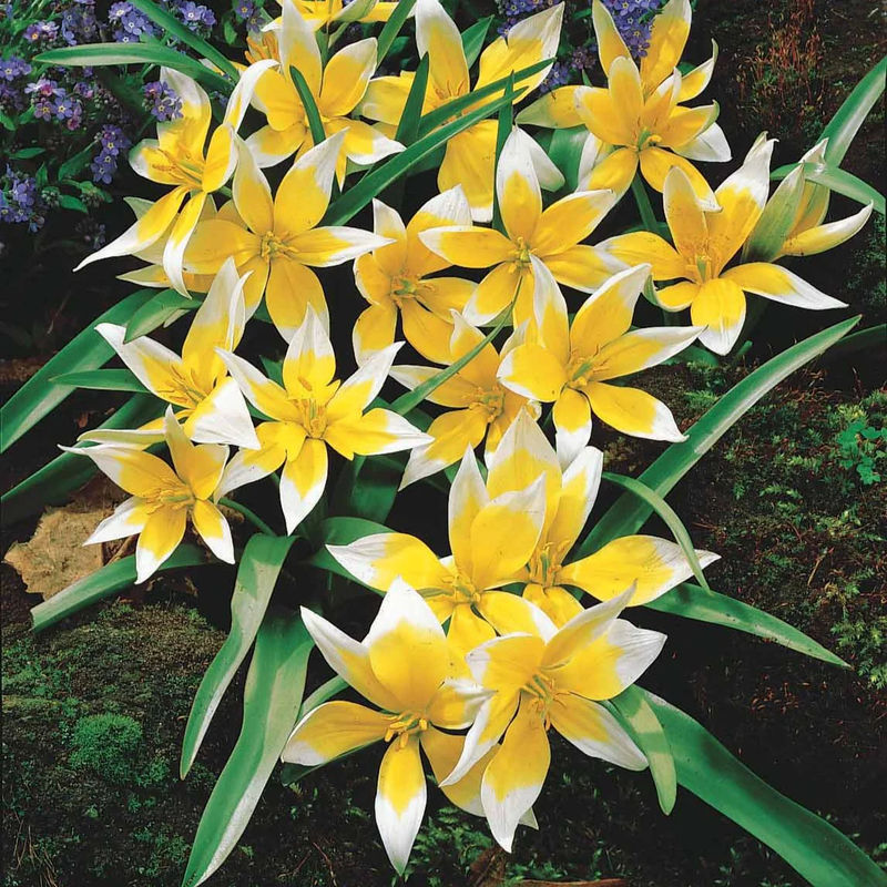 Wildtulpen Tarda (x10)
