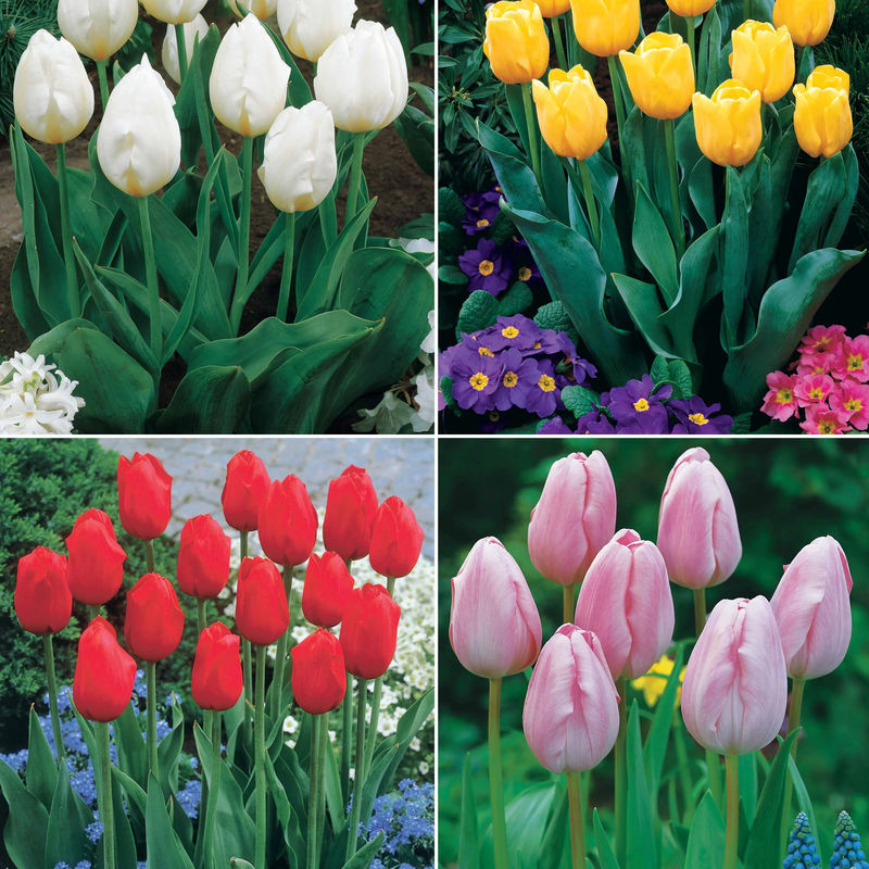 Kollektion langstielige Tulpen (x20)