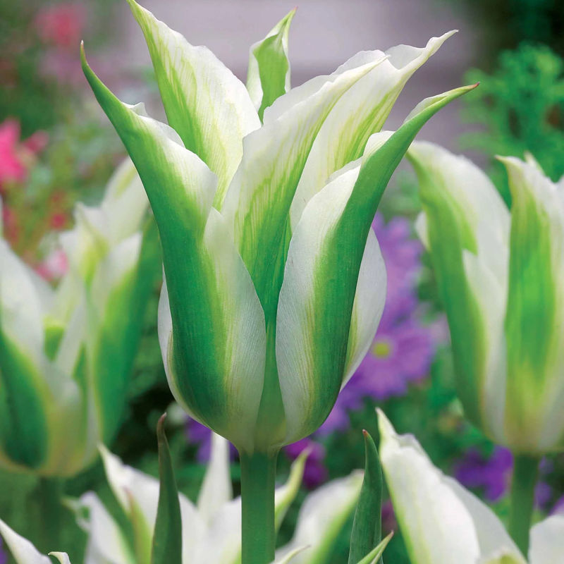 Lilienblütige Tulpe 'Greenstar' (x10)