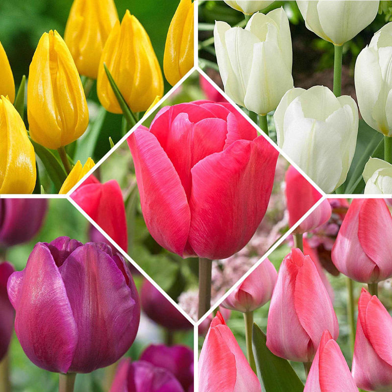 Tulpenzwiebel Mischung (x50)