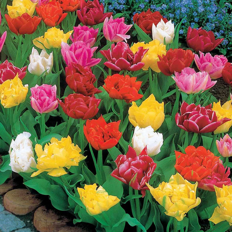 Gefüllte Murillo Tulpen Mischung (x80)