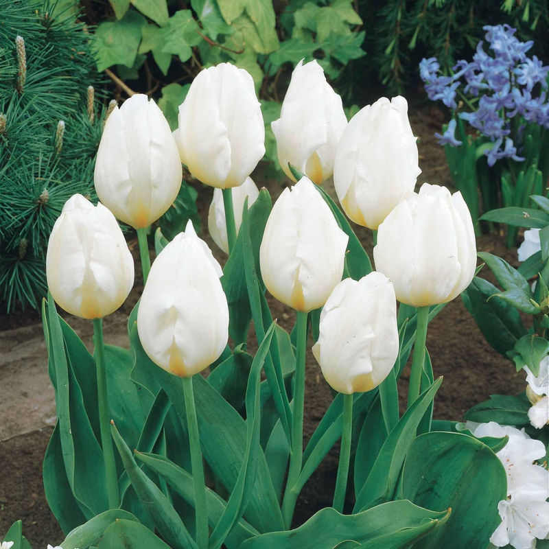 Langstielige Tulpe weiß (x5)