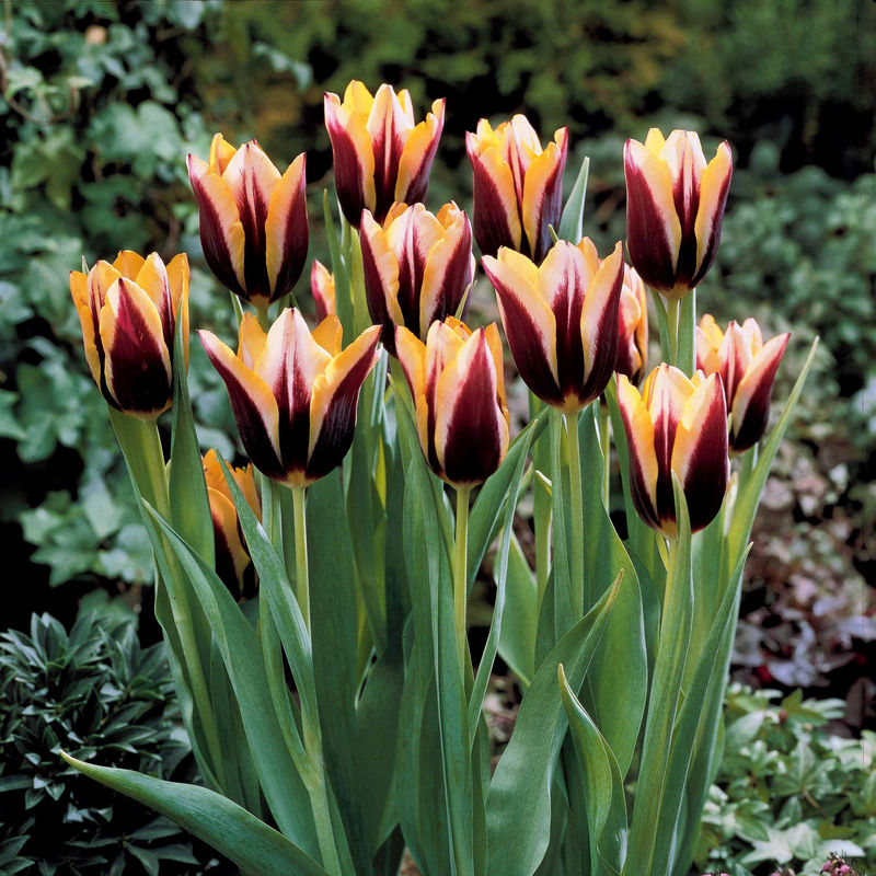 Tulpe 'Gavota' (x10)