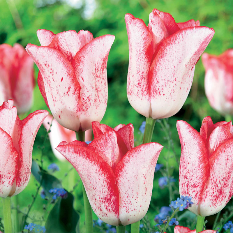 Tulpe 'Beauty Trend' (x10)