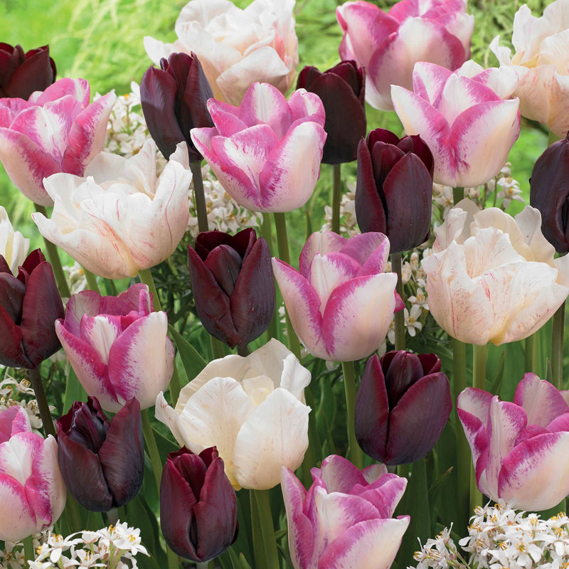 Langstielige Tulpen Mischung (Silk Road, Del Piero, Ronaldo) (x15)