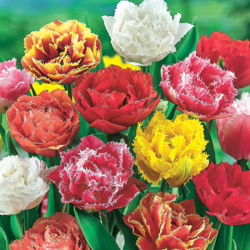 Gefranste Tulpen Mischung (x20) - Title:Das beutel von 20 blumenzwiebeln / umfang 10-11cm