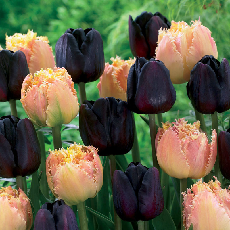 Tulpen Schwarz & Aprikose Farbig (x10)