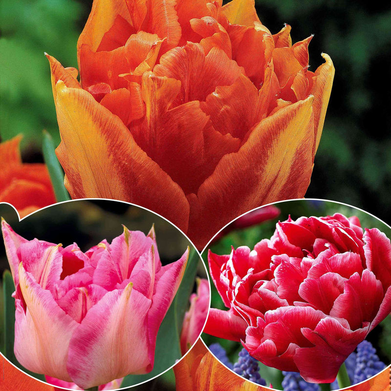Tulpen frühblühende Murillo-Mischung (x30)