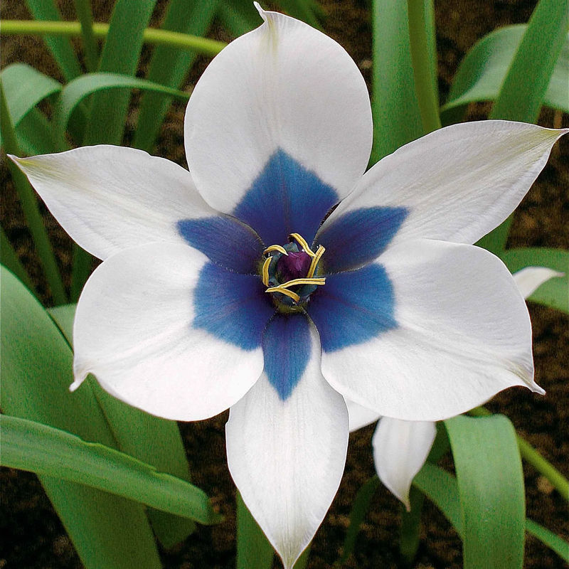 Tulpe Alba Coerulea Oculata (x4)