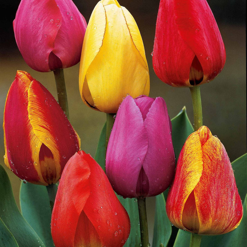 Darwin Hybride Tulpen Mischung (x40) - Title:Das beutel von 40 blumenzwiebeln / umfang 10-11cm