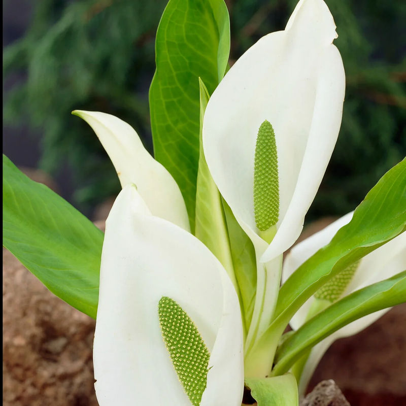 Arum Bananenbaum weiß