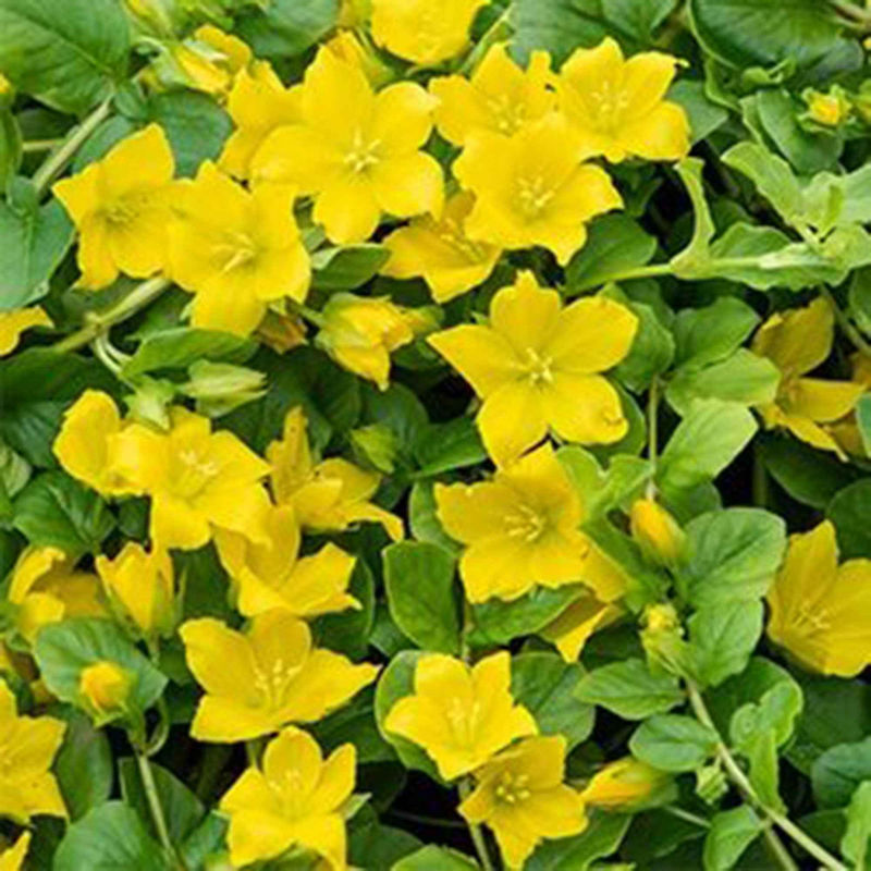 Pfennigkraut (x3)