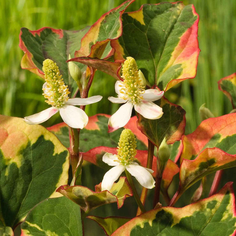 Bunter Eidechsenschwanz 'Chameleon'