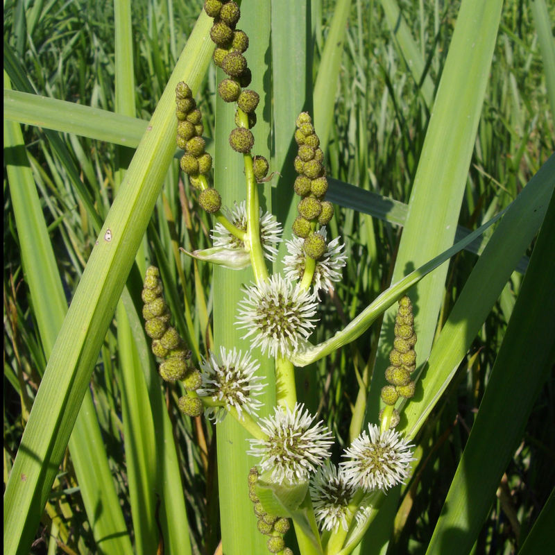 Wasserbändchen Aufgerichtetes Sparganier Aufgerichtetes Ribbonier