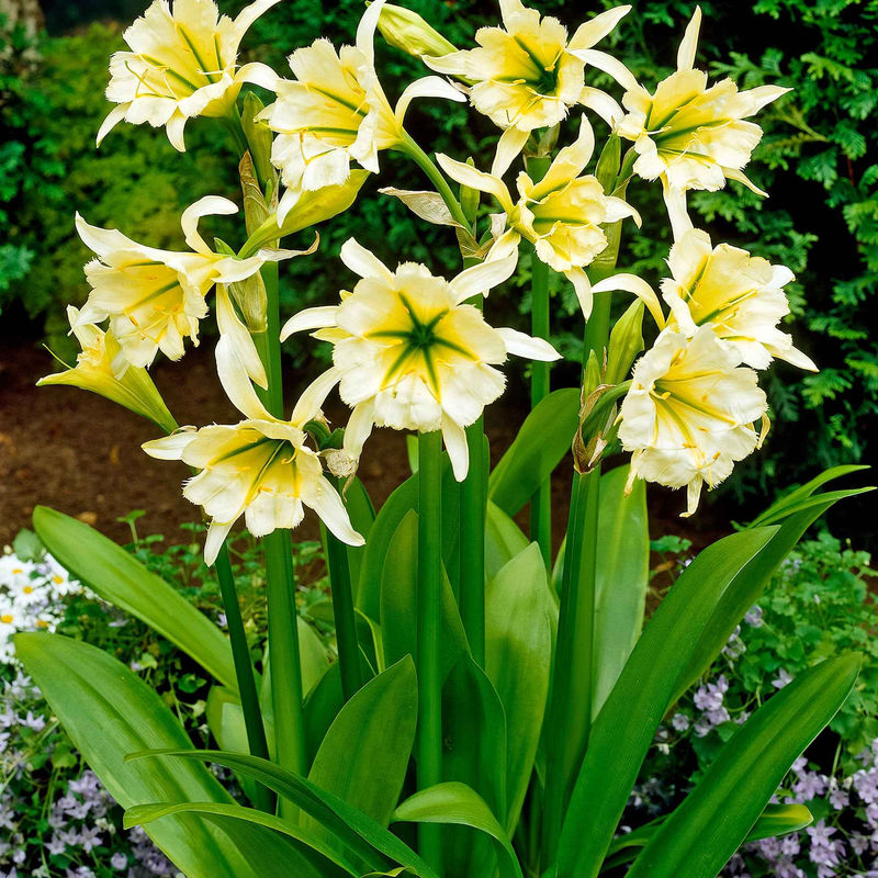 Ismene 'Sulphur Queen' (x2)