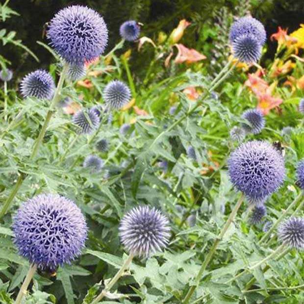 Ruthenische Kugeldistel (x3)