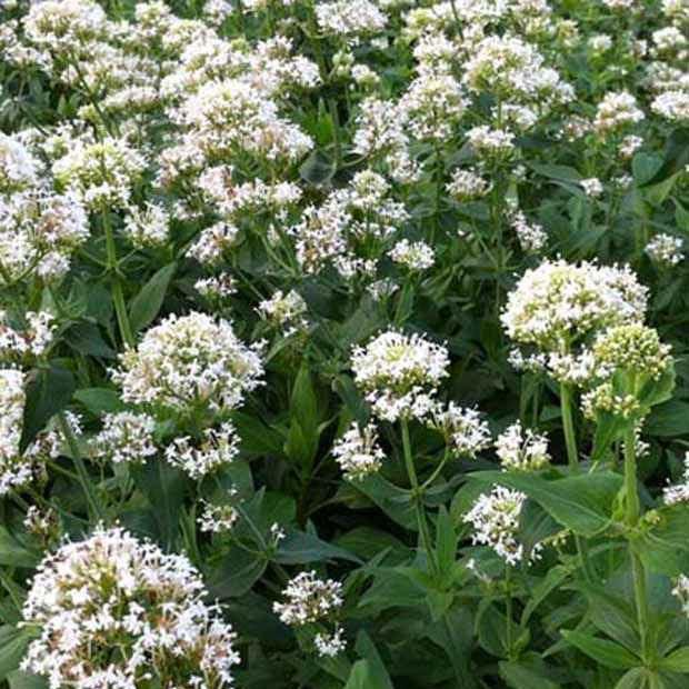 Weiße Spornblume Albus