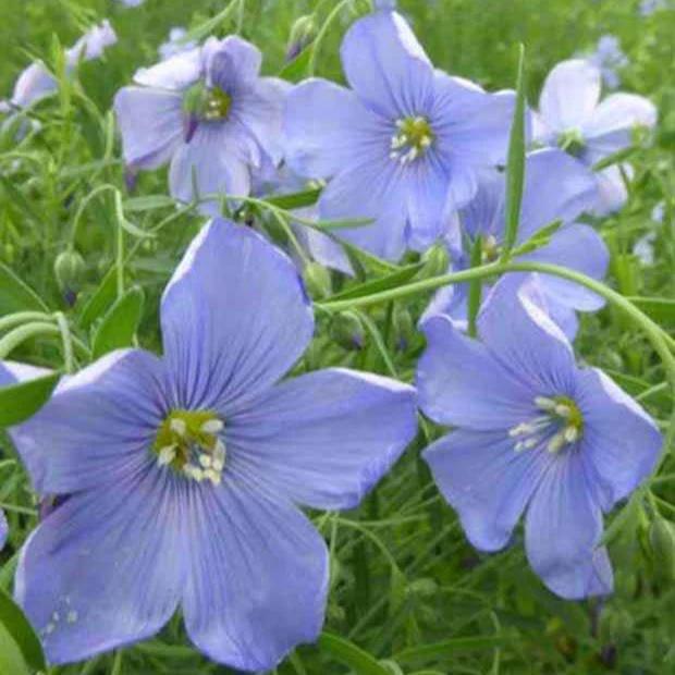 Blauer Stauden Lein Saphir