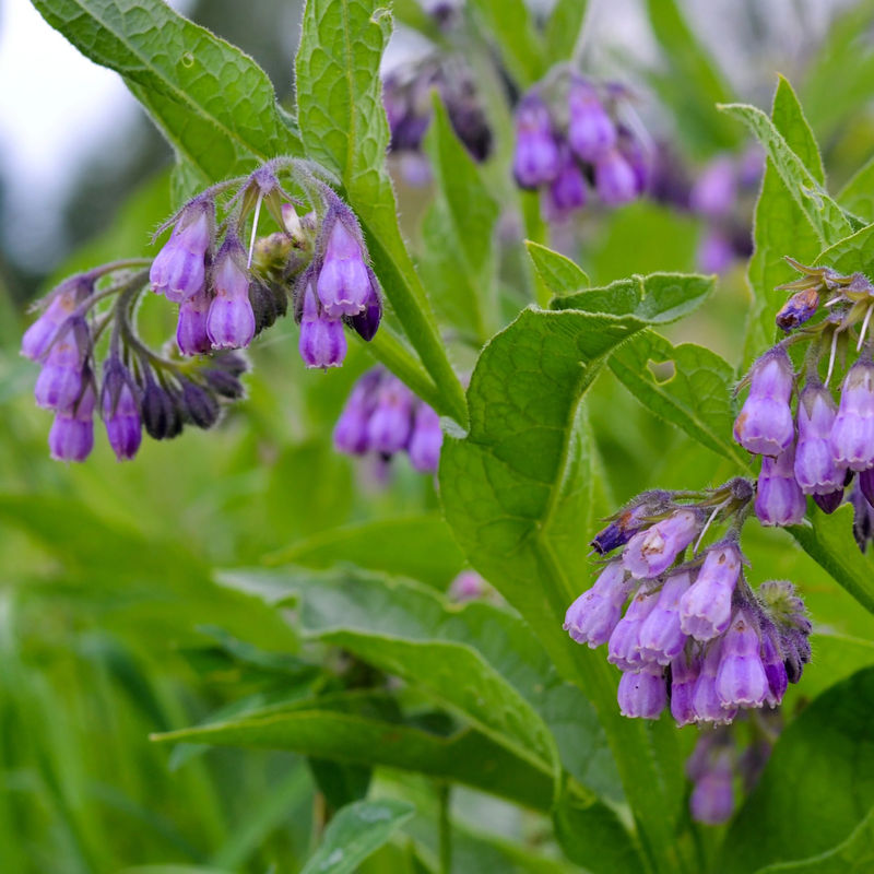Großer Beinwell Purpureum