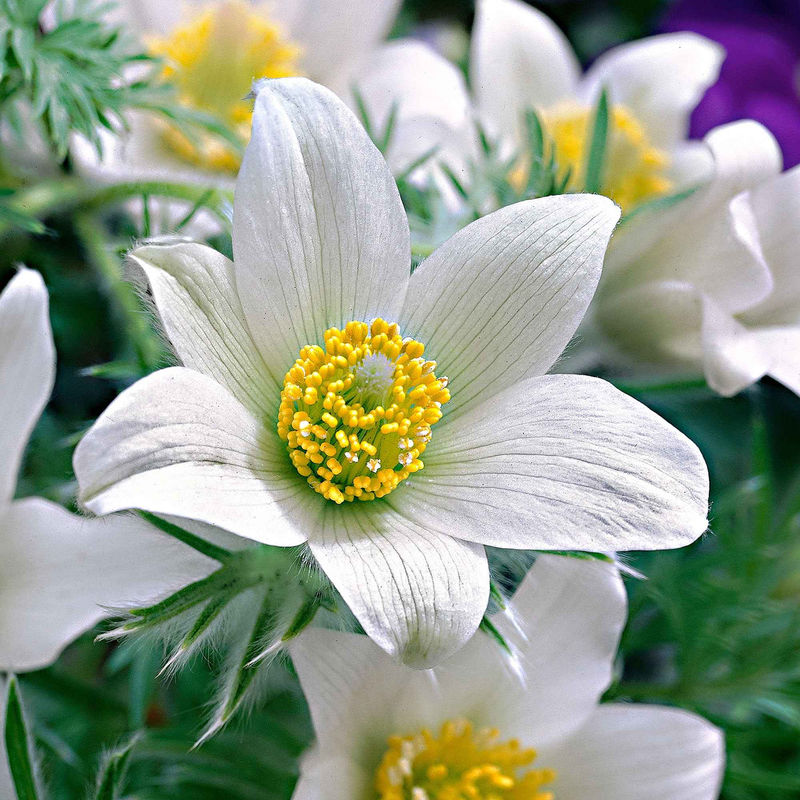 Alpen-Anemone 'Alba' (x3)