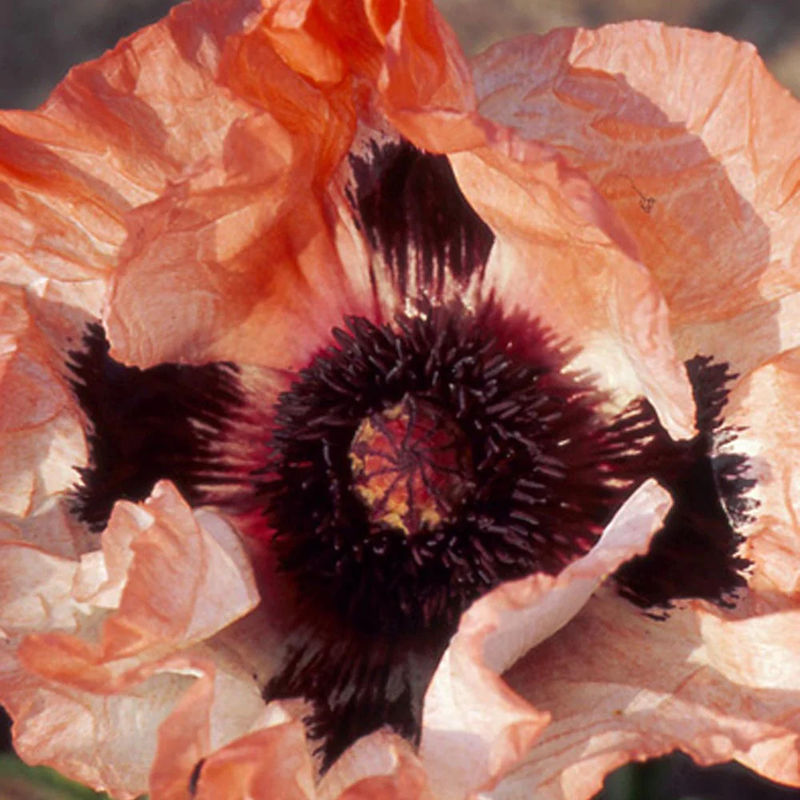Orientalischer Mohn 'Picotee'