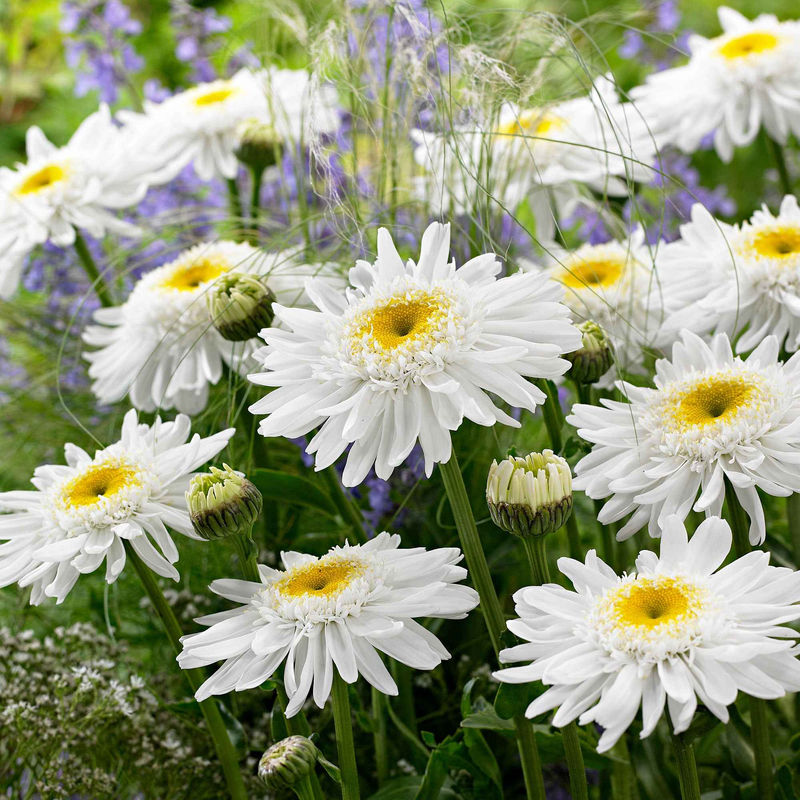 Großblumige Margerite 'Wirral Supreme'