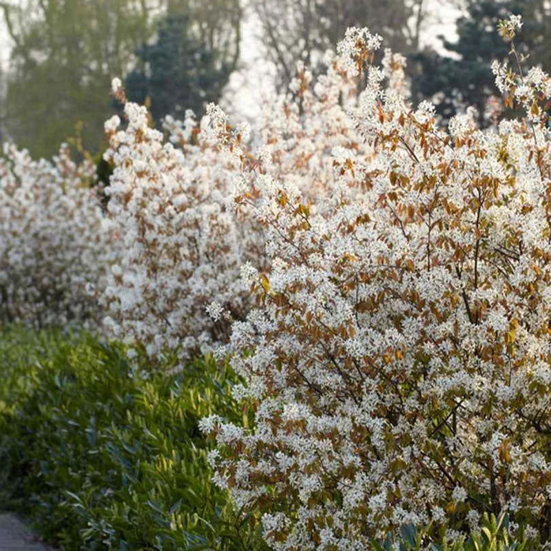 Kupfer-Felsenbirne - Title:Der topf / 2L / Lieferhöhe 60-80cm
