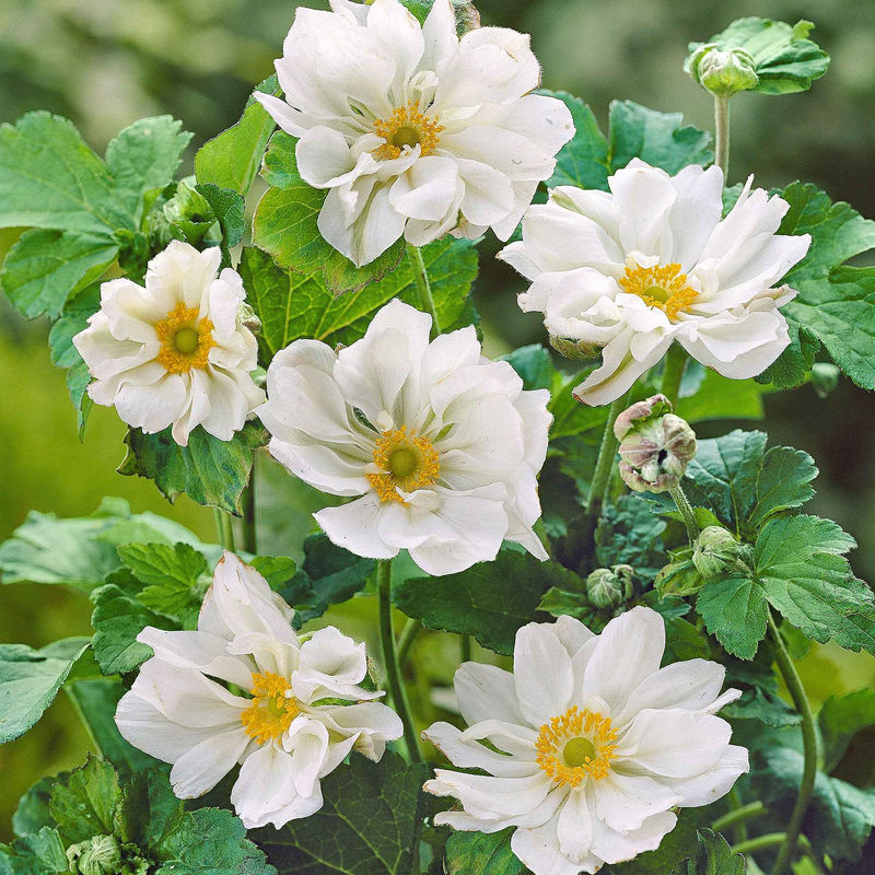 Herbst-Anemone 'Whirlwind'