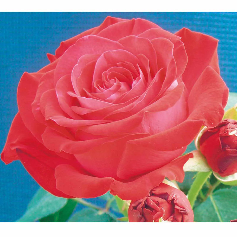 Rose Dominica ® Intercomdoor