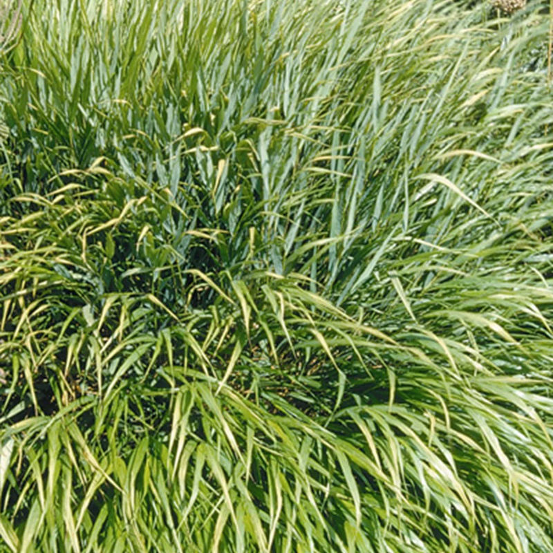 Japanisches Kraut - Title:Der topf / 8cm