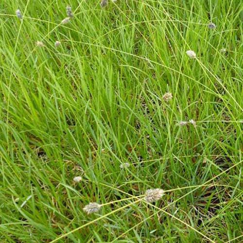 Sesleria Heufleriana